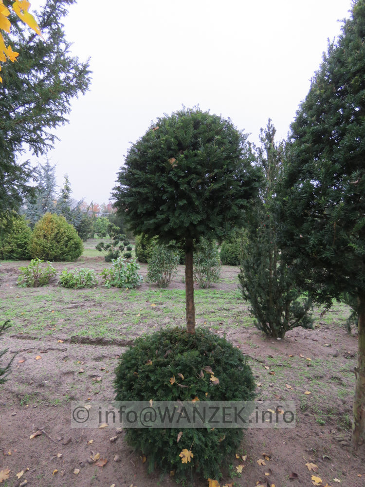 Taxus baccata 10 Kugelstamm.JPG